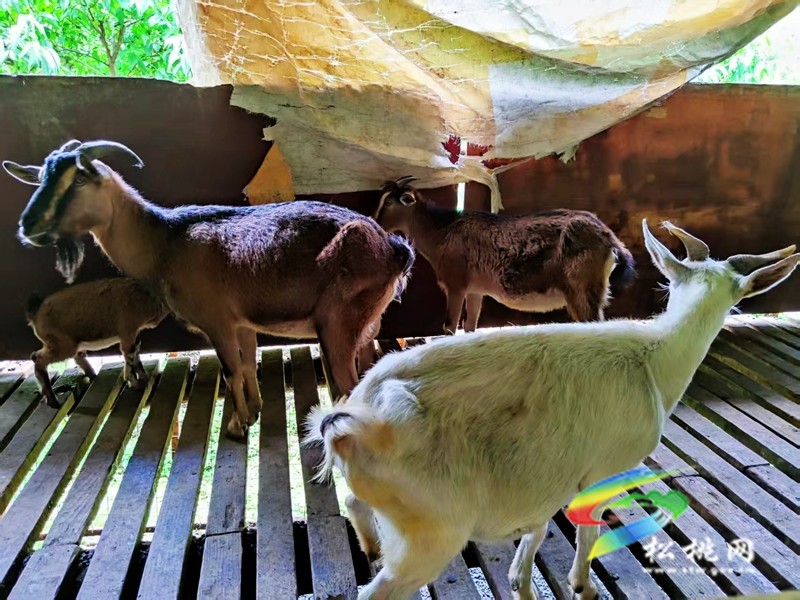 妙隘鄉(xiāng)富民行動(dòng)，鋪就產(chǎn)業(yè)振興之路