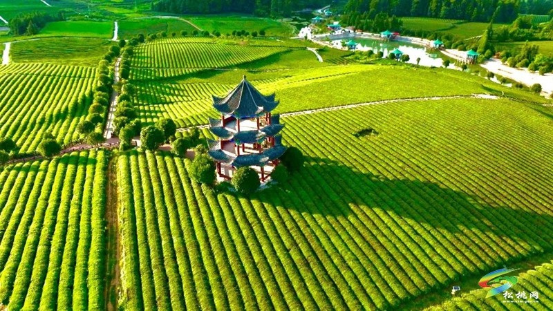 松桃普覺：文明新風(fēng)潤(rùn)茶山 “小積分”兌出鄉(xiāng)村振興新氣象