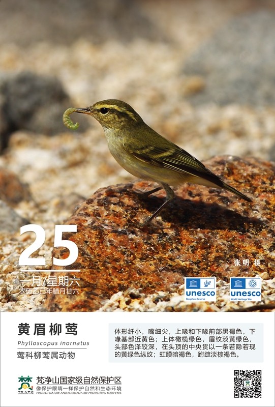 保護野生鳥類（第1期）