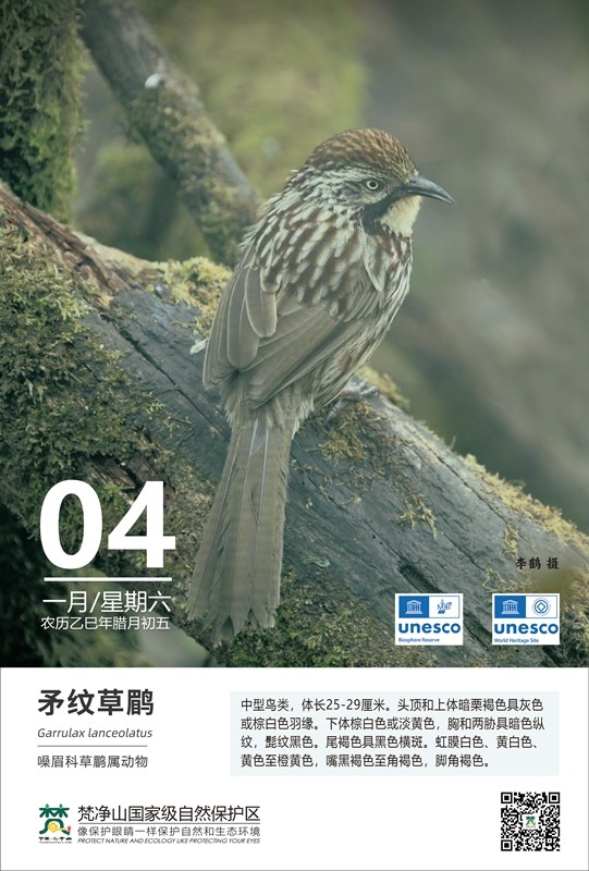 保護野生鳥類（第1期）