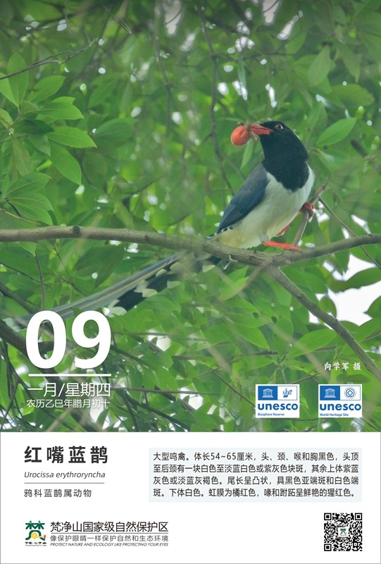 保護野生鳥類（第1期）