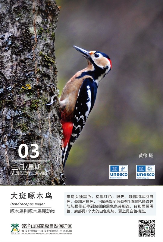 保護(hù)野生鳥類（第2期）