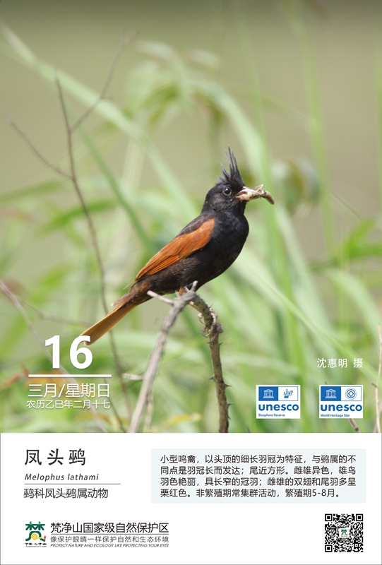 保護(hù)野生鳥類（第2期）