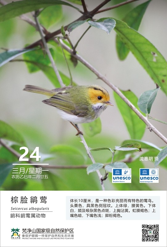 保護野生鳥類（第3期）