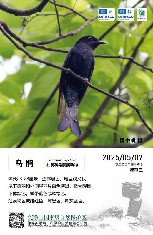 保護野生鳥類（第3期）