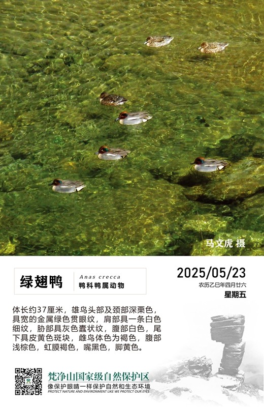 保護野生鳥類（第3期）