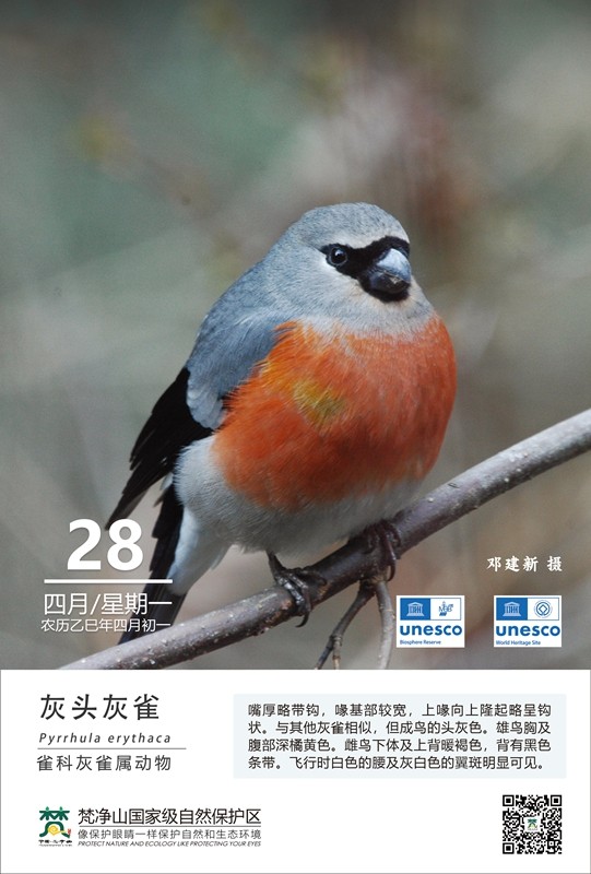 保護野生鳥類（第3期）