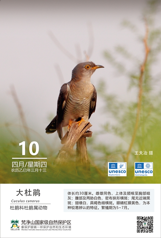 保護野生鳥類（第3期）
