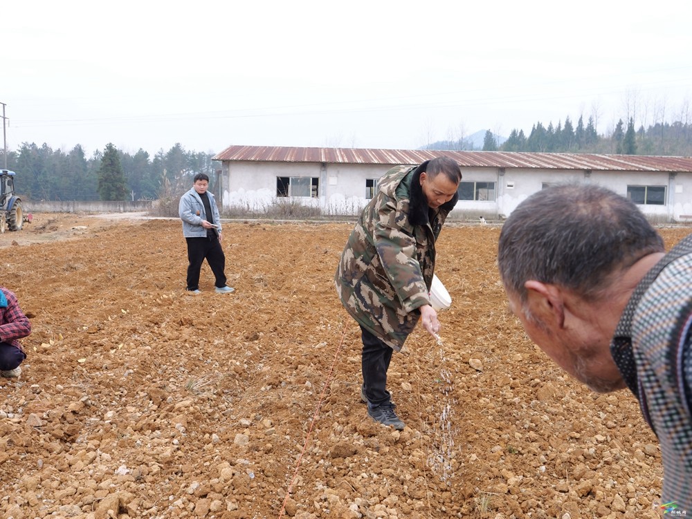 孟溪鎮(zhèn)：冬種馬鈴薯  來年添“薯”光