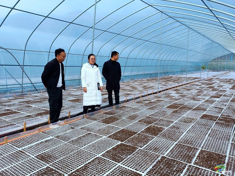 甘龍鎮(zhèn)：機械生產(chǎn)助春耕  訂單辣椒育種忙