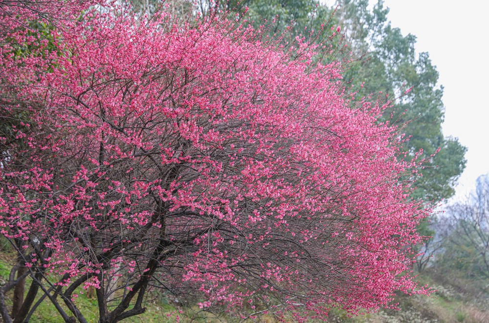 松桃：梅花盛開(kāi)  盡享春日浪漫