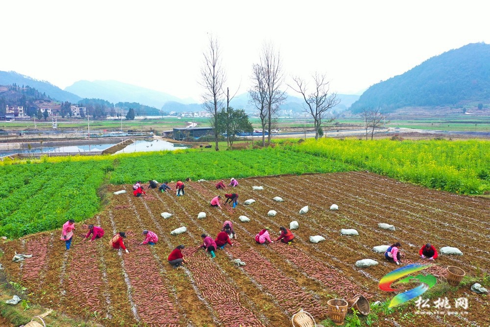 普覺(jué)鎮(zhèn):紅薯排種忙 春耕正當(dāng)時(shí)