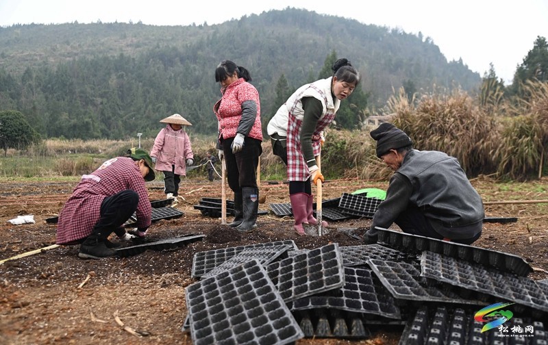 大路鎮(zhèn)大路社區(qū)：800余畝鮮食玉米育苗忙