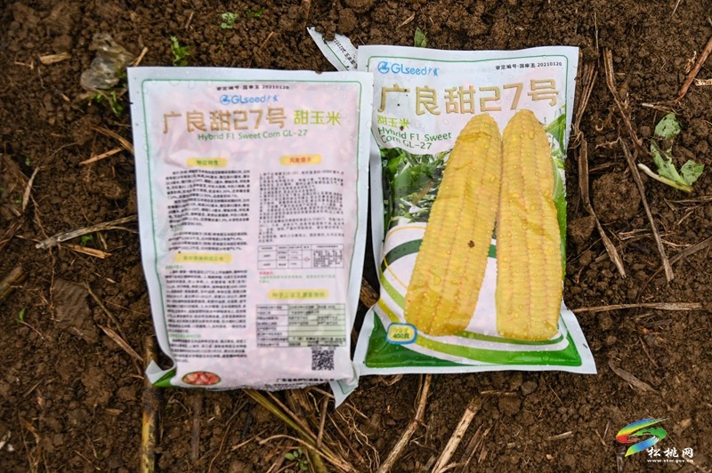 大路鎮(zhèn)大路社區(qū)：800余畝鮮食玉米育苗忙