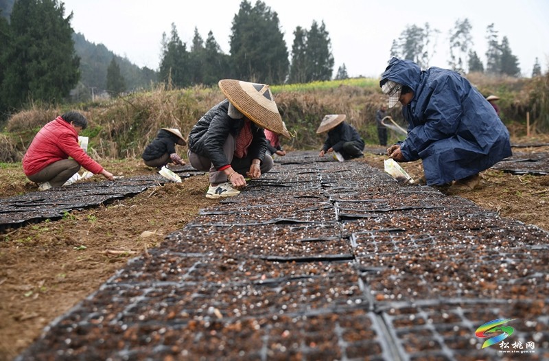 大路鎮(zhèn)大路社區(qū)：800余畝鮮食玉米育苗忙