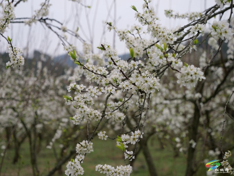 孟溪安山:十里春風(fēng)只為“李”