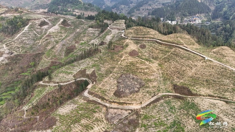 平頭鎮(zhèn)：荒山“染”新綠  春茶采摘忙