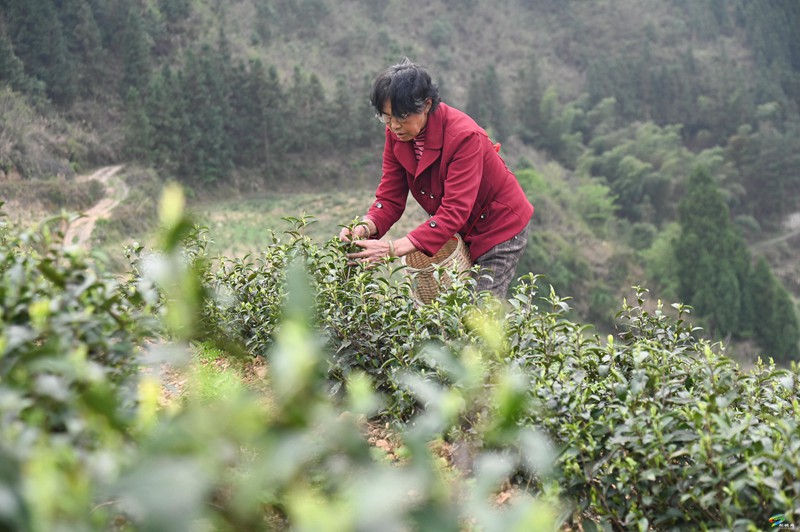 平頭鎮(zhèn)：荒山“染”新綠?春茶采摘忙