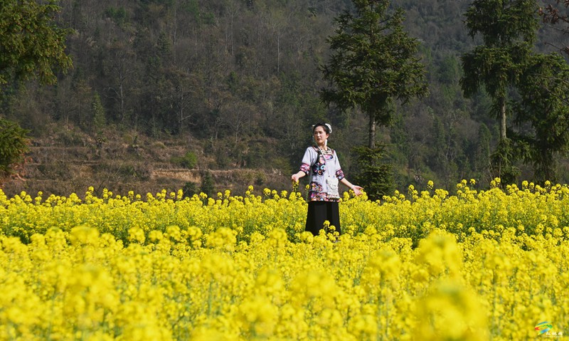 春日來(lái)信，盤(pán)信鎮(zhèn)千畝油菜花邀約～
