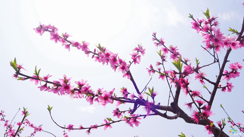 春日限定！普覺(jué)這片“花花世界”等你邂逅