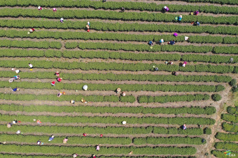 松桃：春茶吐綠  明前茶采摘正當(dāng)時(shí)