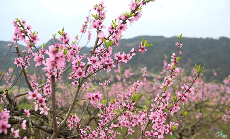 蓼皋街道中坪社區(qū)：桃花坡桃花開正濃  正是賞花好時節(jié)