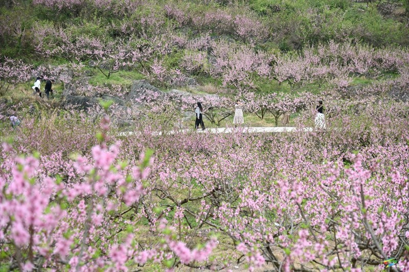 蓼皋街道中坪社區(qū)：桃花坡桃花開正濃  正是賞花好時節(jié)