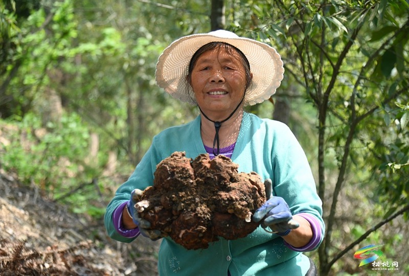 平頭鎮(zhèn)：探索“松材線蟲(chóng)疫木防治+茯苓種植”模式助增收