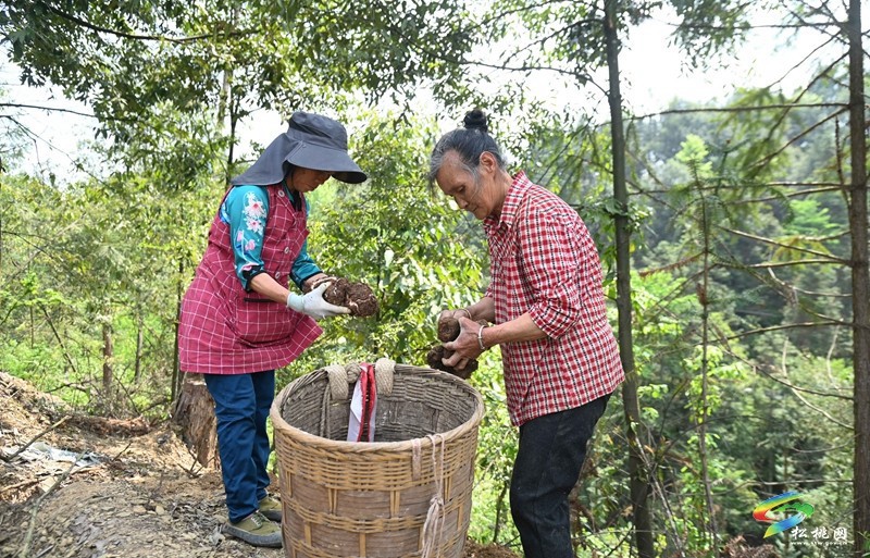 平頭鎮(zhèn)：探索“松材線蟲(chóng)疫木防治+茯苓種植”模式助增收