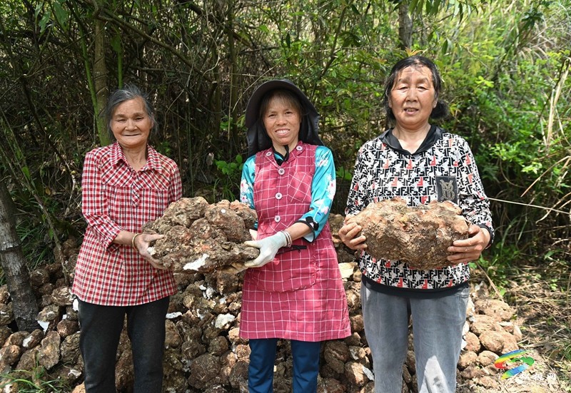 平頭鎮(zhèn)：探索“松材線蟲(chóng)疫木防治+茯苓種植”模式助增收