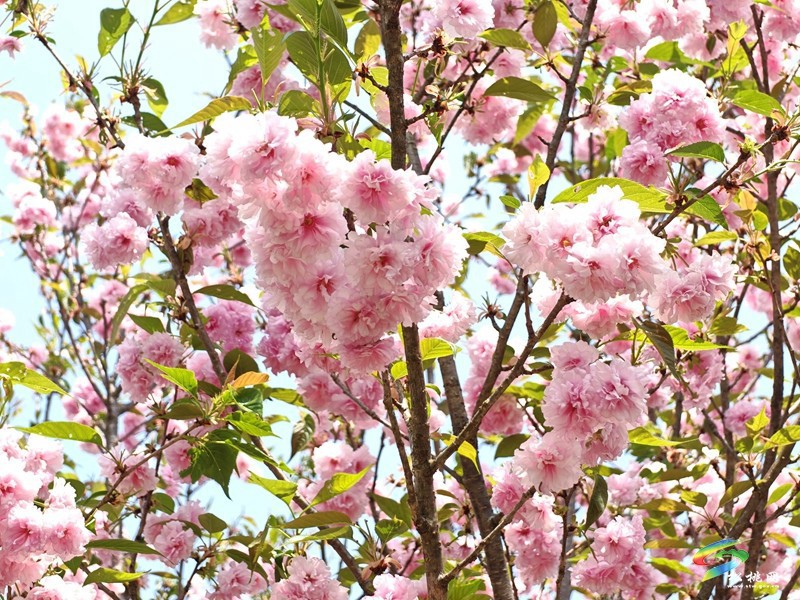 走！去黃板賞櫻花邂逅一場(chǎng)浪漫