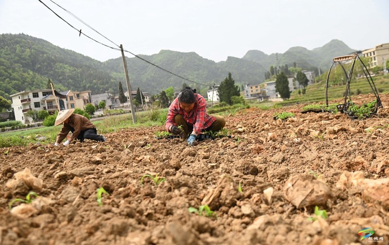 松桃：春耕生產(chǎn)正當時?大豆玉米種植忙