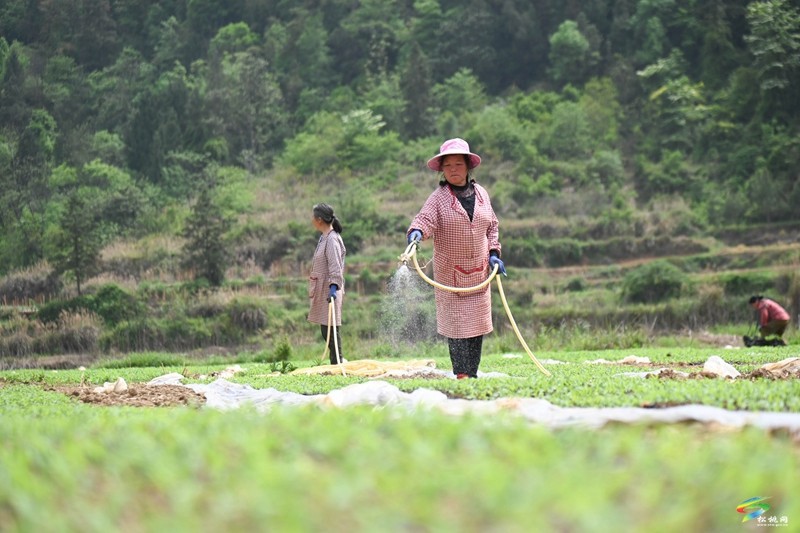 松桃：春耕生產(chǎn)正當時?大豆玉米種植忙