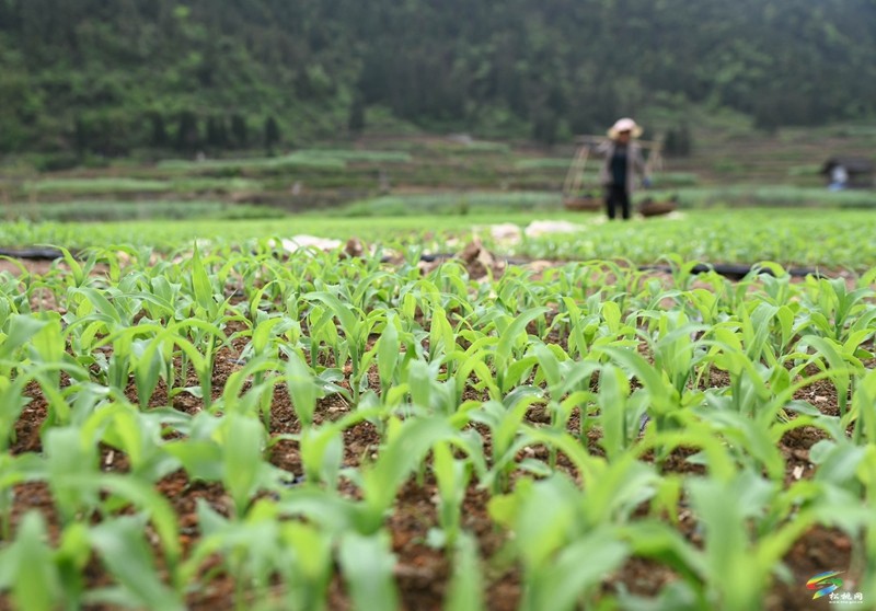 松桃：春耕生產(chǎn)正當時?大豆玉米種植忙