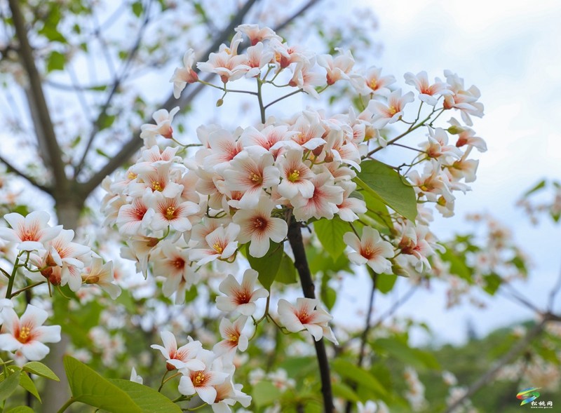 牛郎鎮(zhèn)：油桐產業(yè)繪就富民新畫卷