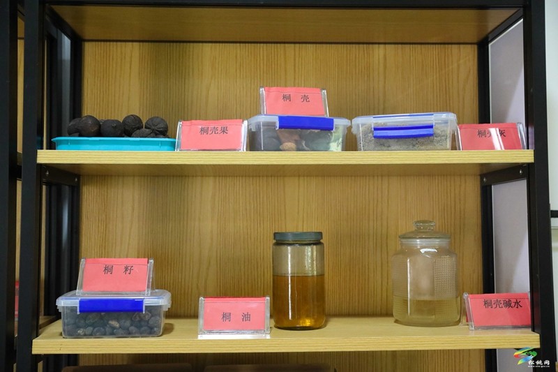 牛郎鎮(zhèn)：油桐產業(yè)繪就富民新畫卷