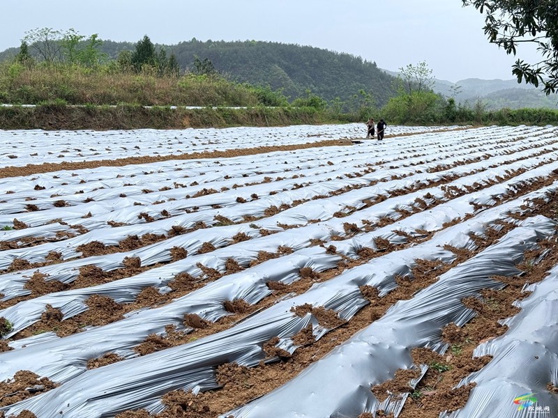 木樹鎮(zhèn)：“谷雨”時節(jié)田間地頭春耕忙