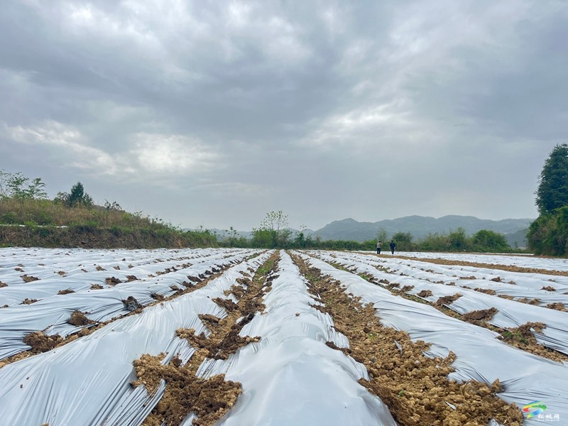 木樹鎮(zhèn)：“谷雨”時節(jié)田間地頭春耕忙