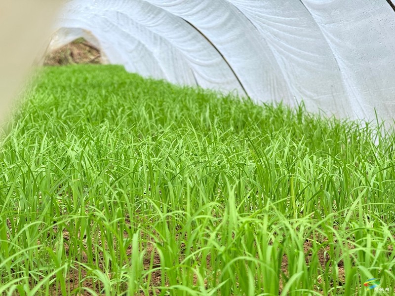 木樹鎮(zhèn)：“谷雨”時節(jié)田間地頭春耕忙