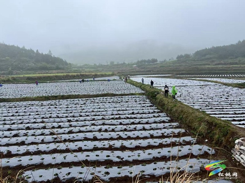 椒苗移栽抒“錢”景  產(chǎn)業(yè)強基農(nóng)民富