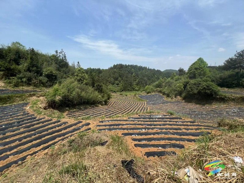 椒苗移栽抒“錢”景  產(chǎn)業(yè)強基農(nóng)民富