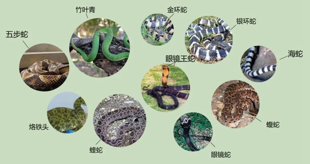 松桃一男子穿拖鞋上山種辣椒被TA咬！有劇毒！