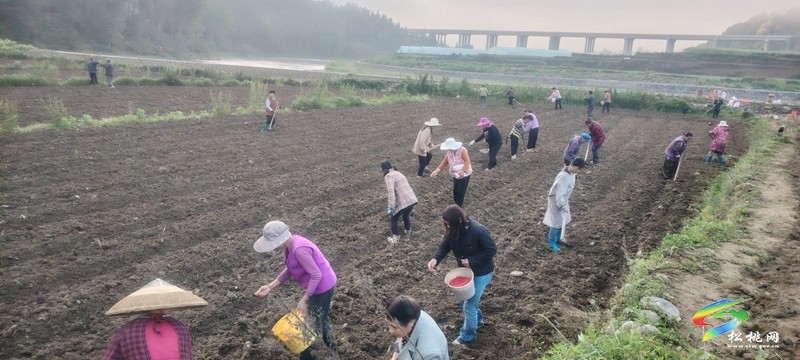 妙隘鄉(xiāng):春耕進(jìn)行時(shí) 花生播種繪新篇