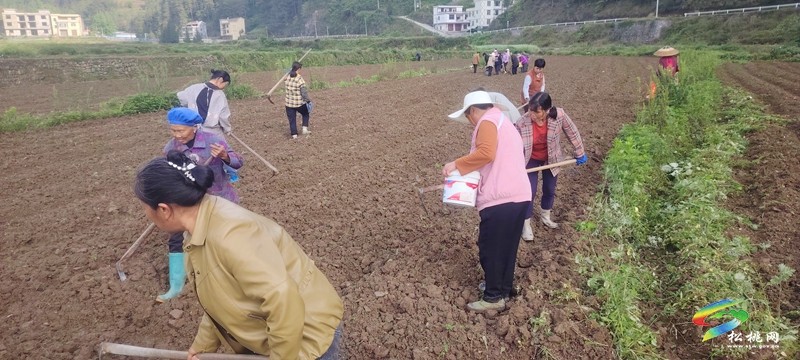 妙隘鄉(xiāng):春耕進(jìn)行時(shí) 花生播種繪新篇