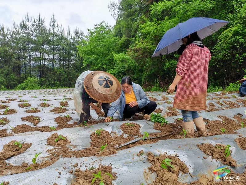 迓駕鎮(zhèn)千畝訂單托底  小辣椒變身“致富密碼”