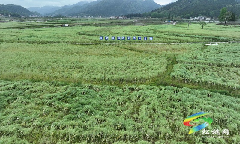 【鄉(xiāng)村振興·田野勞動(dòng)圖鑒】松桃“新農(nóng)人”雷建軍：“頭雁”領(lǐng)飛產(chǎn)業(yè)豐