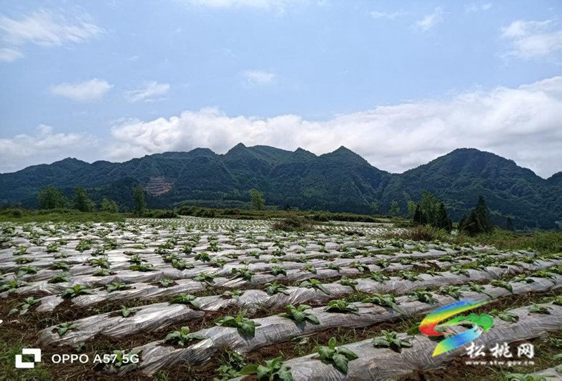 普覺鎮(zhèn)：烤煙產業(yè)煥新顏?鄉(xiāng)村振興鋪新篇