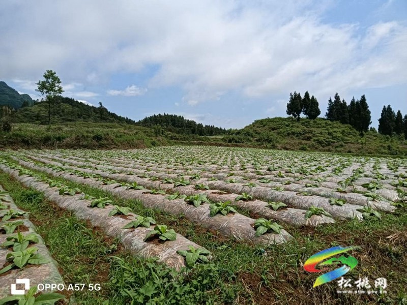 普覺鎮(zhèn)：烤煙產業(yè)煥新顏?鄉(xiāng)村振興鋪新篇