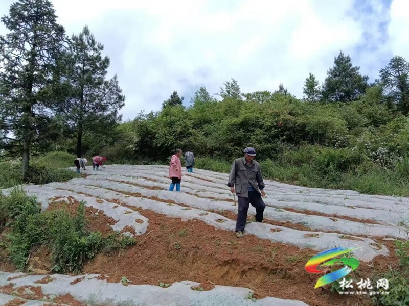 普覺鎮(zhèn)：烤煙產業(yè)煥新顏?鄉(xiāng)村振興鋪新篇
