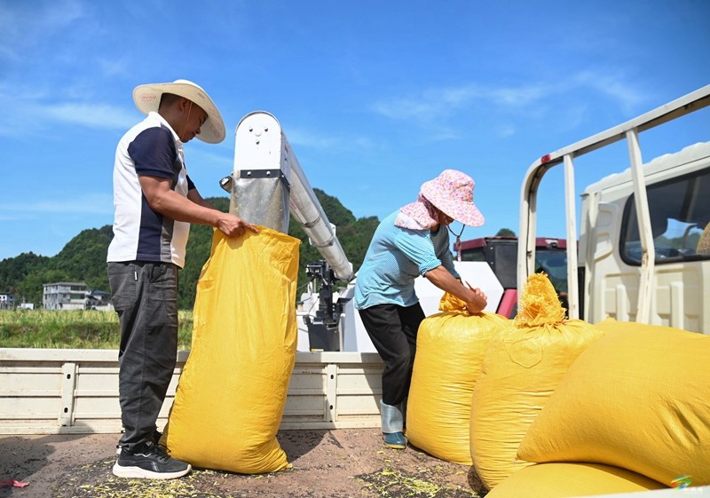 松桃：14.24萬畝油菜迎采收  農(nóng)機(jī)助力顆粒歸倉